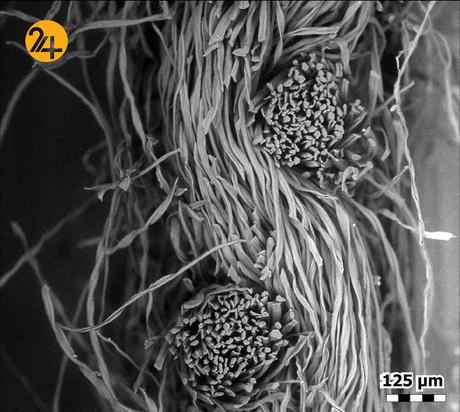 تار و پود ماسک‌های جلوگیری از کرونا