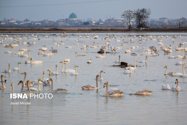 قو‌های مهاجر تالاب سرخ‌رود