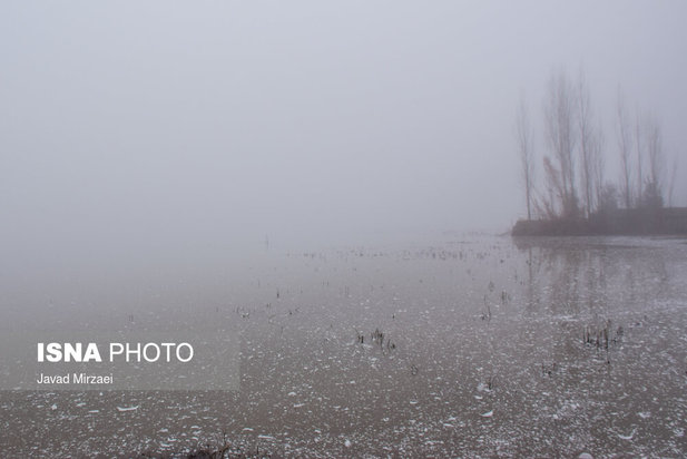 قو‌های مهاجر تالاب سرخ‌رود