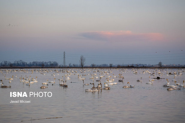 قو‌های مهاجر تالاب سرخ‌رود