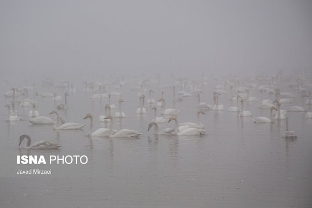 قو‌های مهاجر تالاب سرخ‌رود