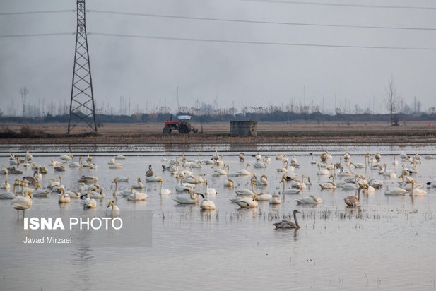قو‌های مهاجر تالاب سرخ‌رود