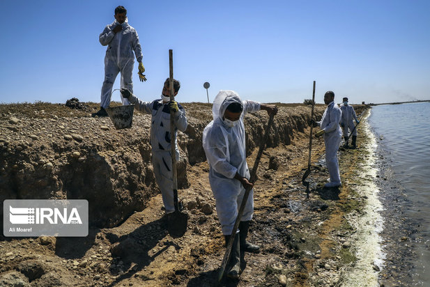 عملیات پاکسازی لکه نفتی در هورالعظیم