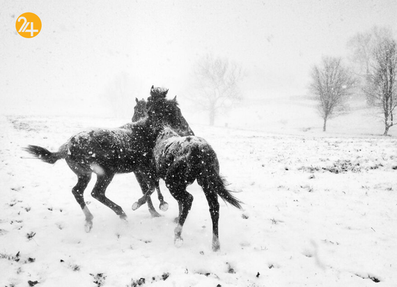 مسابقه عکاسی با موبایل ۲۰۲۰