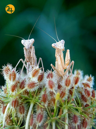 مسابقه عکاسی با موبایل ۲۰۲۰