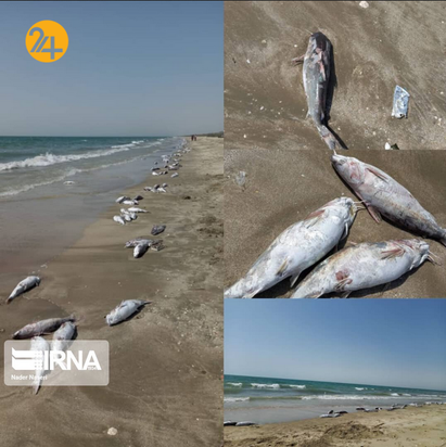 مرگ هزاران گربه‌ماهی در سواحل جنوب ایران