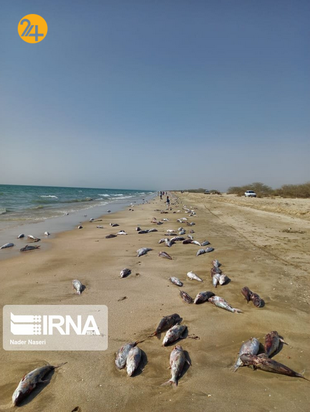 مرگ هزاران گربه‌ماهی در سواحل جنوب ایران