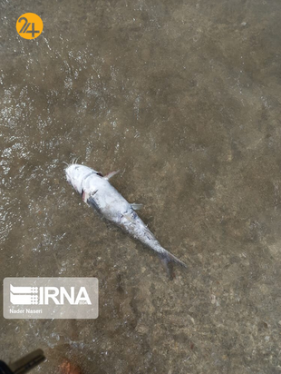 مرگ هزاران گربه‌ماهی در سواحل جنوب ایران