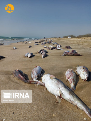 مرگ هزاران گربه‌ماهی در سواحل جنوب ایران