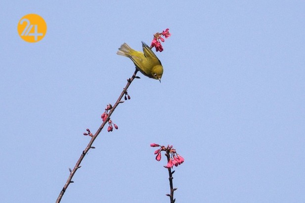 بهترین عکس‌های منتخب حیات وحش سال ۲۰۲۱