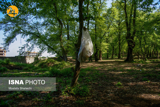 بجای مانده از روز طبیعت