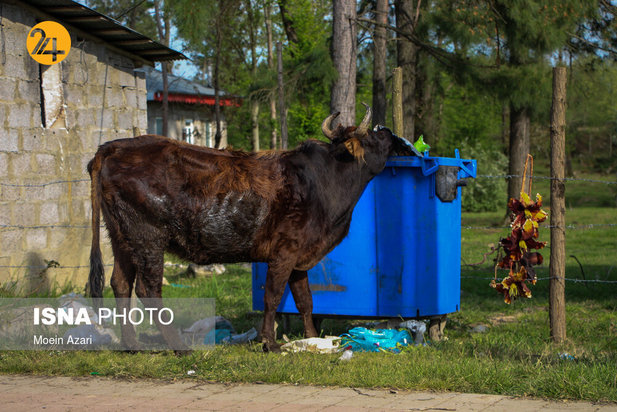 بجای مانده از روز طبیعت