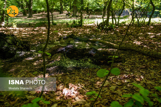 بجای مانده از روز طبیعت