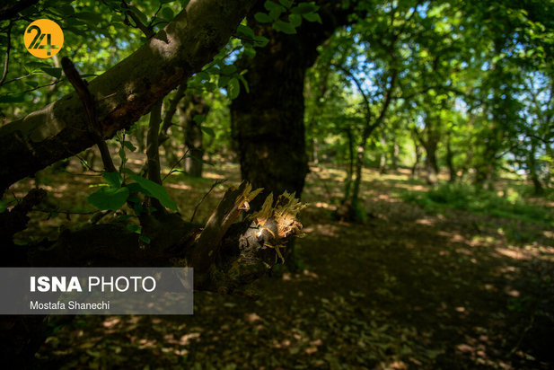 بجای مانده از روز طبیعت