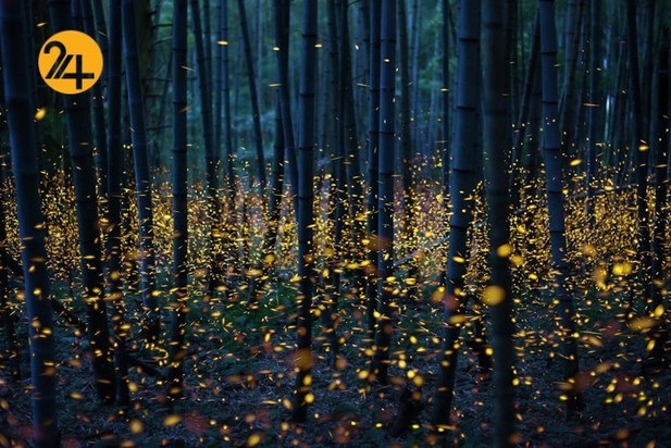 کرم‌های شب تاب در جزیره شیکوکو