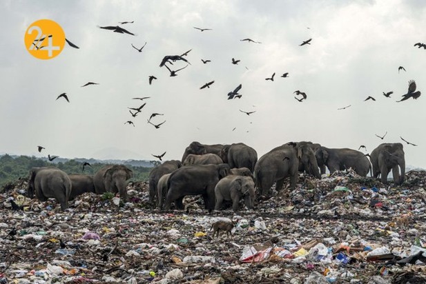 فیل‌های وحشی زباله خوار در سریلانکا