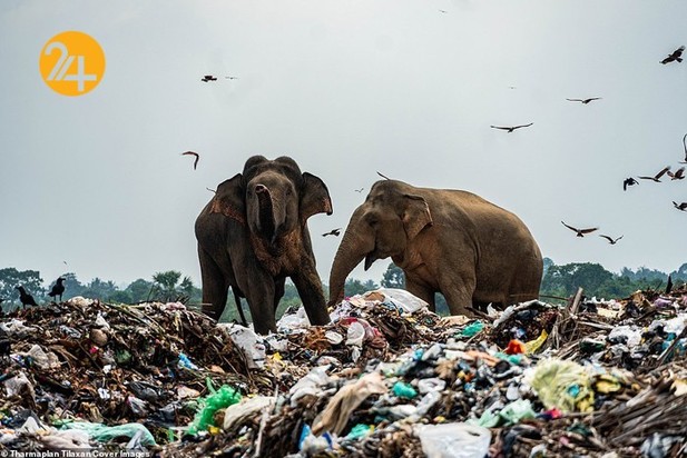 فیل‌های وحشی زباله خوار در سریلانکا