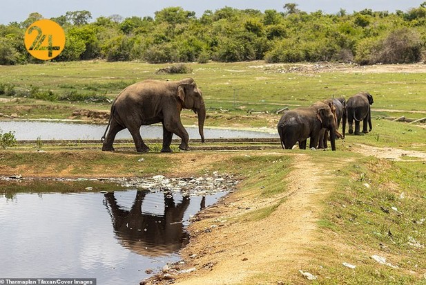 فیل‌های وحشی زباله خوار در سریلانکا