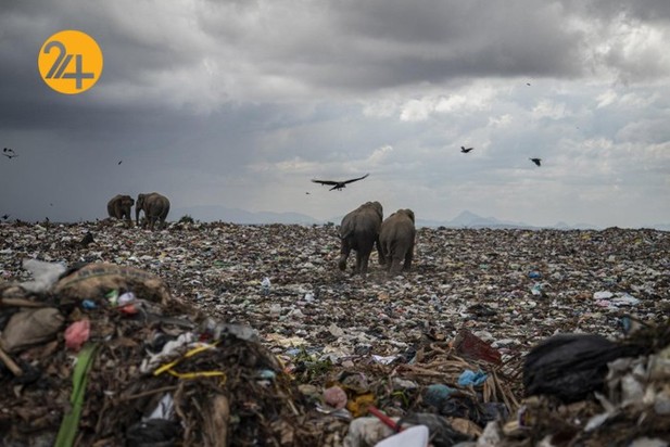 فیل‌های وحشی زباله خوار در سریلانکا
