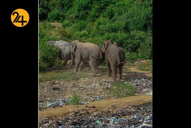 فیل‌های وحشی زباله خوار در سریلانکا