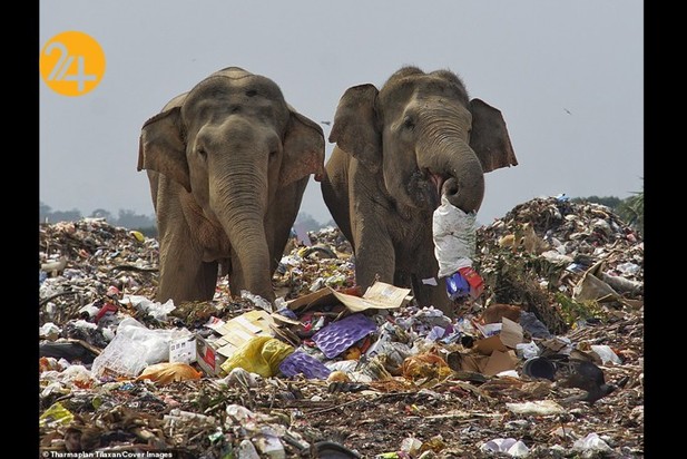 فیل‌های وحشی زباله خوار در سریلانکا