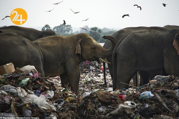 فیل‌های وحشی زباله خوار در سریلانکا