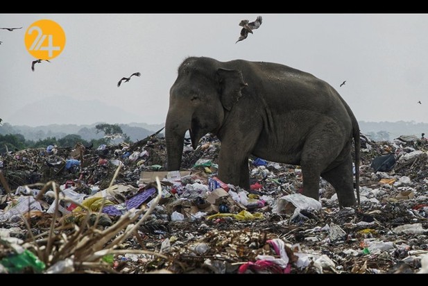 فیل‌های وحشی زباله خوار در سریلانکا