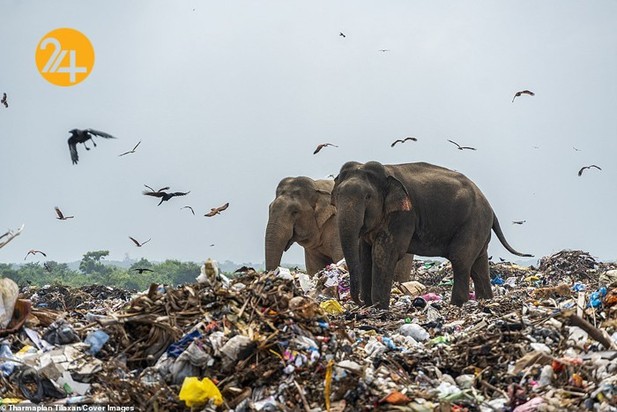 فیل‌های وحشی زباله خوار در سریلانکا