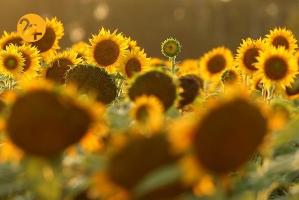 مزارع آفتابگردان در نقاط مختلف جهان