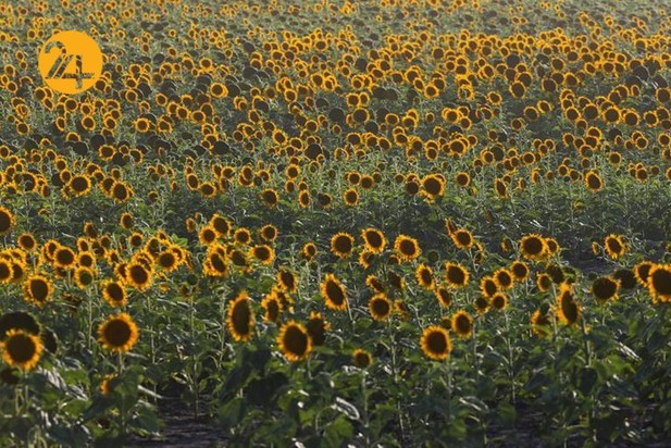 مزارع آفتابگردان در نقاط مختلف جهان