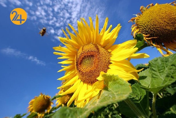 مزارع آفتابگردان در نقاط مختلف جهان