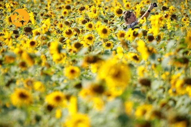 مزارع آفتابگردان در نقاط مختلف جهان