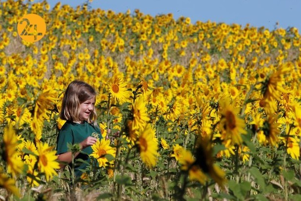 مزارع آفتابگردان در نقاط مختلف جهان