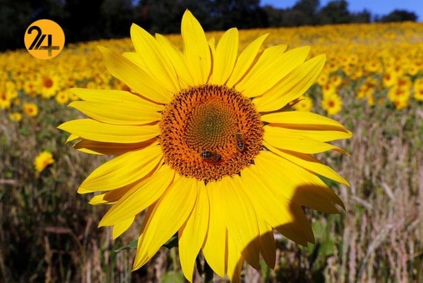 مزارع آفتابگردان در نقاط مختلف جهان