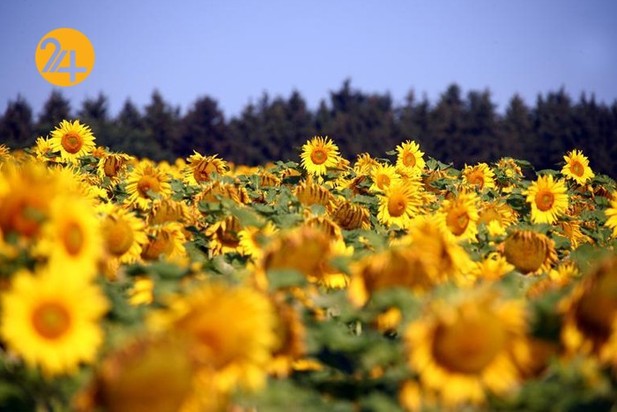 مزارع آفتابگردان در نقاط مختلف جهان