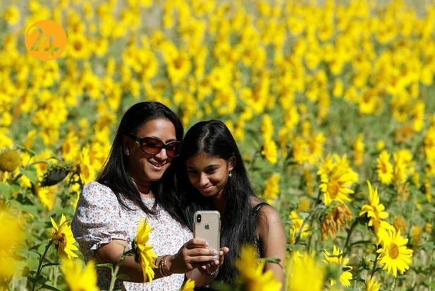 مزارع آفتابگردان در نقاط مختلف جهان