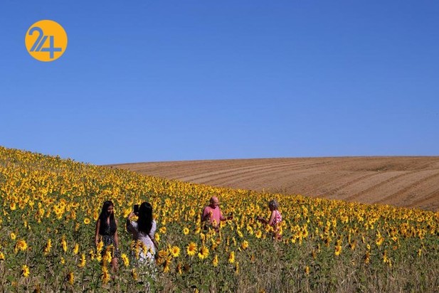 مزارع آفتابگردان در نقاط مختلف جهان