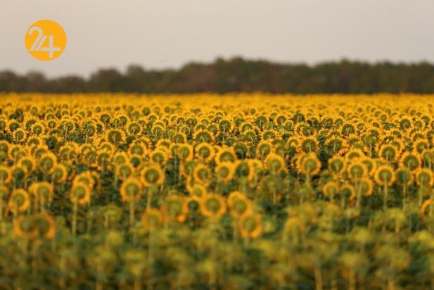 مزارع آفتابگردان در نقاط مختلف جهان