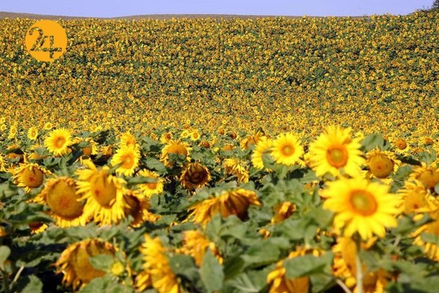 مزارع آفتابگردان در نقاط مختلف جهان