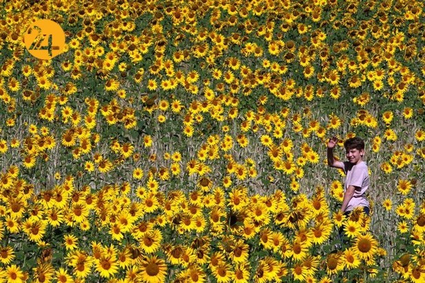 مزارع آفتابگردان در نقاط مختلف جهان