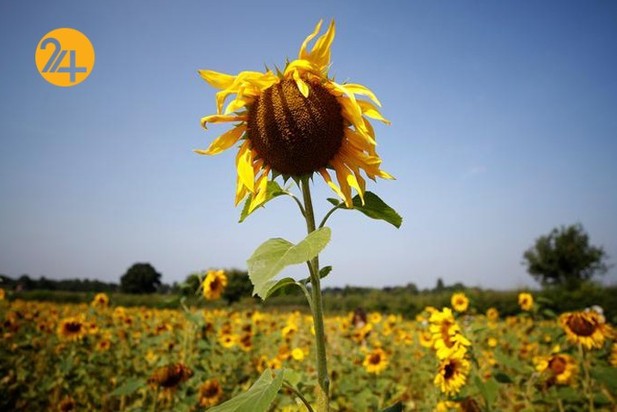 مزارع آفتابگردان در نقاط مختلف جهان