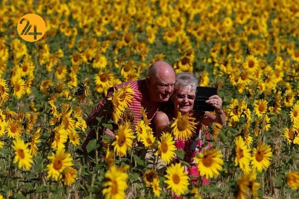 مزارع آفتابگردان در نقاط مختلف جهان