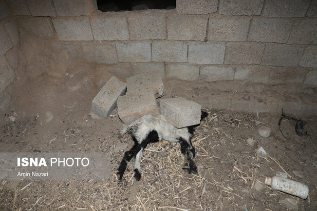 خسارات زلزله بندر گناوه