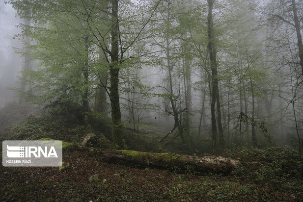 جنگل و دریاچه ارواح