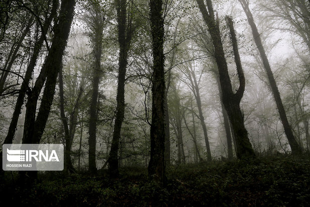 جنگل و دریاچه ارواح