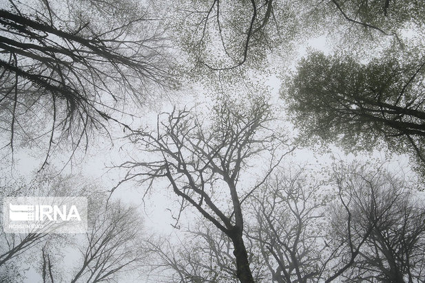 جنگل و دریاچه ارواح