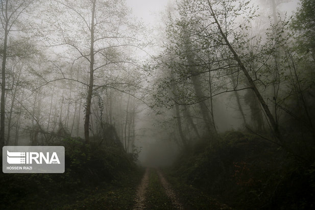 جنگل و دریاچه ارواح