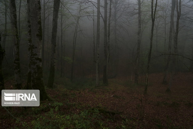 جنگل و دریاچه ارواح