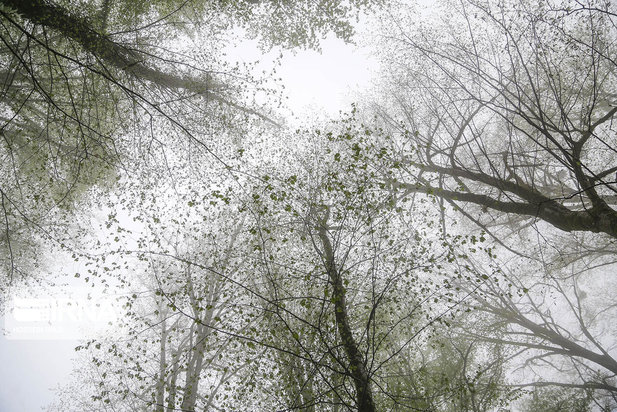 جنگل و دریاچه ارواح