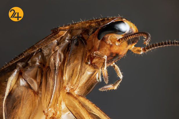 حشرات دو عکاسی ماکرو